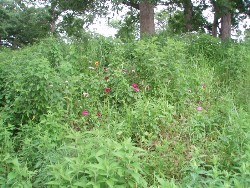 z-P6184333.jpg (216226 bytes)