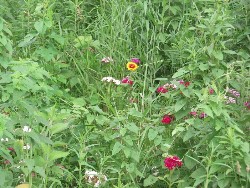 z-P6184334.jpg (214525 bytes)